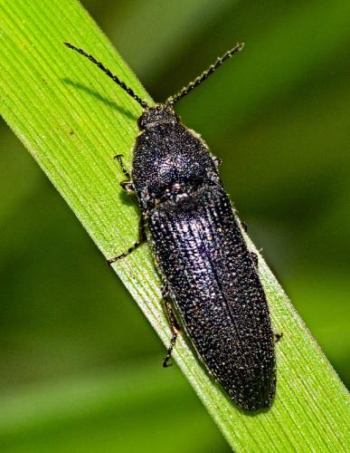 Melanotus sp.